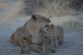 Lion and 3 cubs